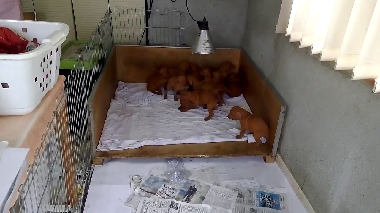 Chiots EDEN DU CLOS DE LA BEAUME 17 février 2015