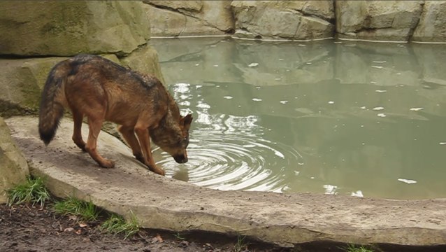 Les loups, des acteurs cabots et affectueux, selon Jean-Jacques Annaud