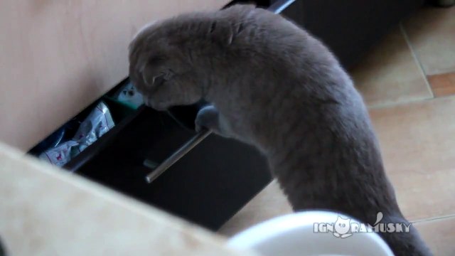 68# Chat trop curieux fouille dans un tiroir