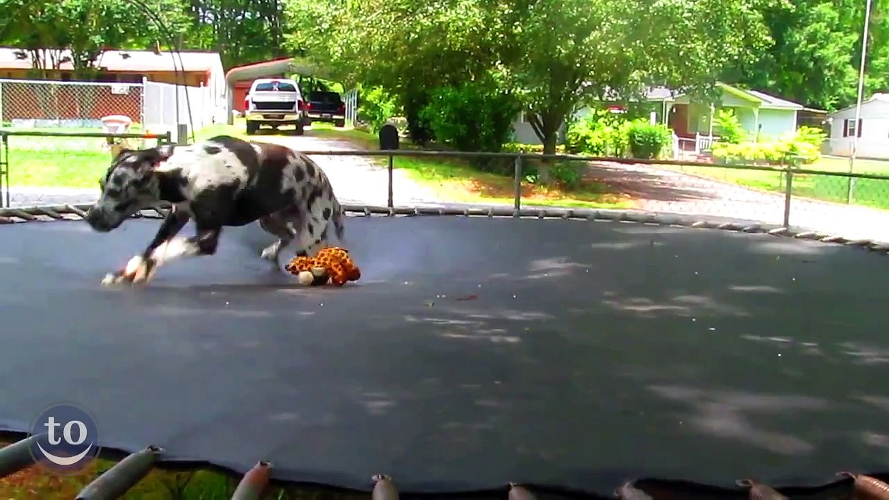 72# Compilation d'animaux sur Trampolines