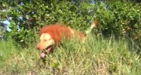 Köpeğini Aslan Kılığına Sokup, Ortalığı Karıştırdı