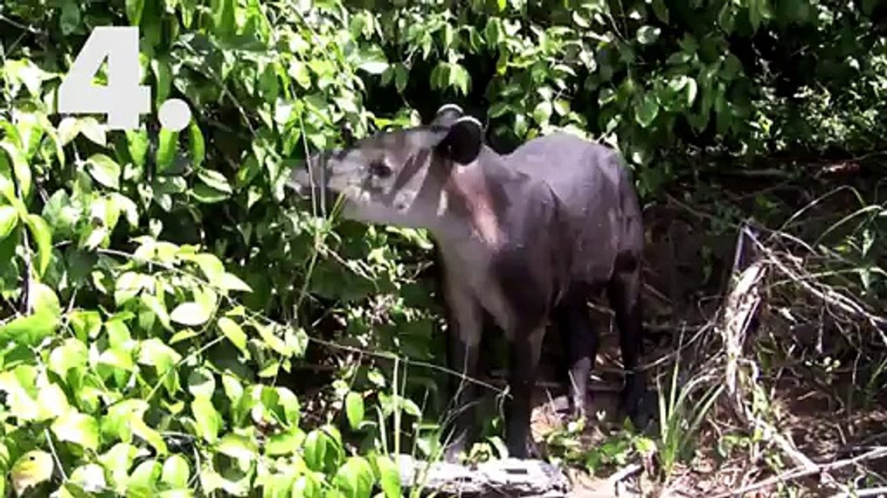 10 Animals You Didn't Know Existed