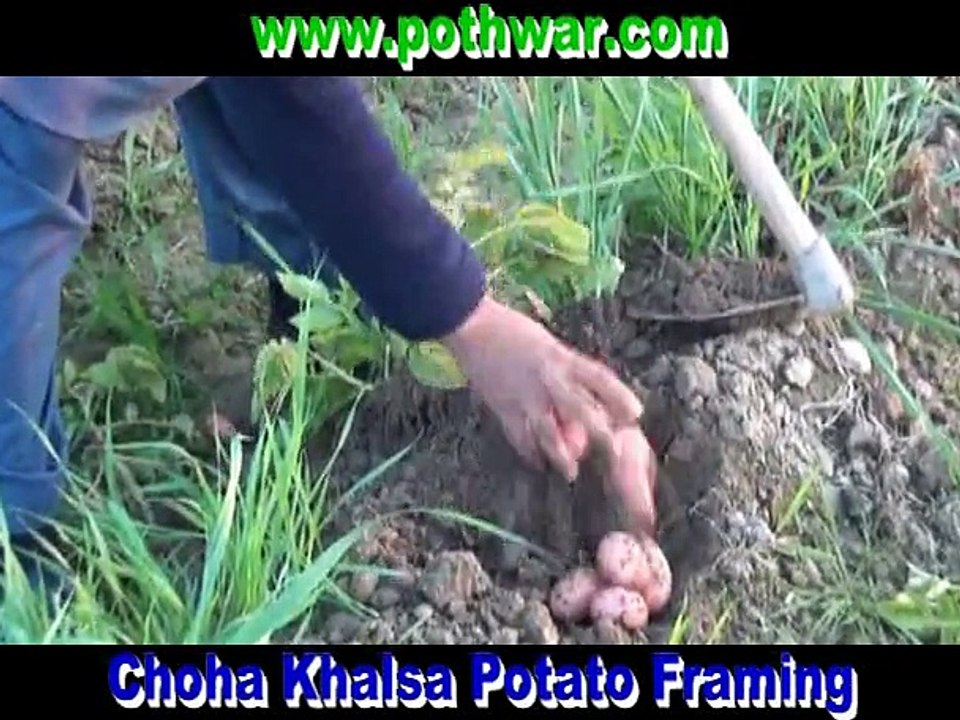Choa farming