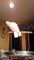 Amazing dancing parrot - Video Dailymotion