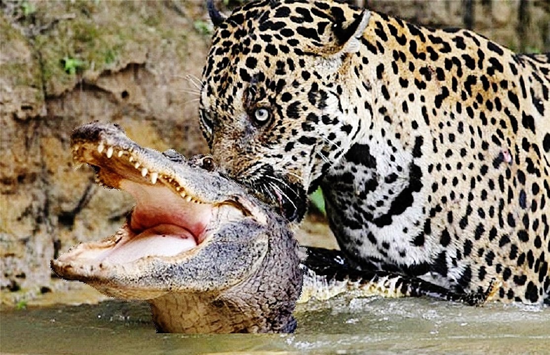 Jaguar Kills a Giant Crocodile - 2015