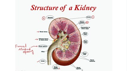 Structure of Kidney