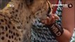 Cheetah attacked reporter. Cheetah attack the people! - Animal Attacks on Human  - Nat Geo Wild ™