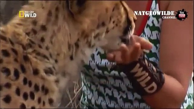 Cheetah attacked reporter. Cheetah attack the people! - Animal Attacks on Human - Nat Geo Wild ™