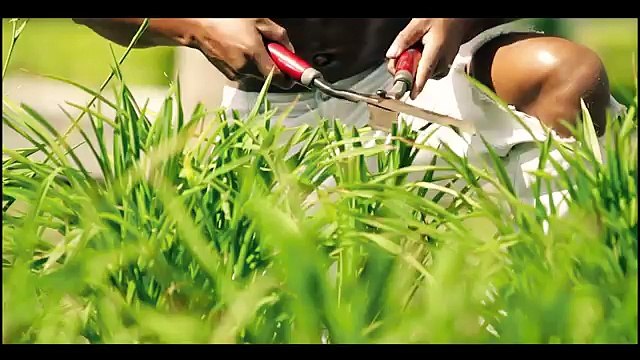 ALKILADOS con DALMATA Solitaria