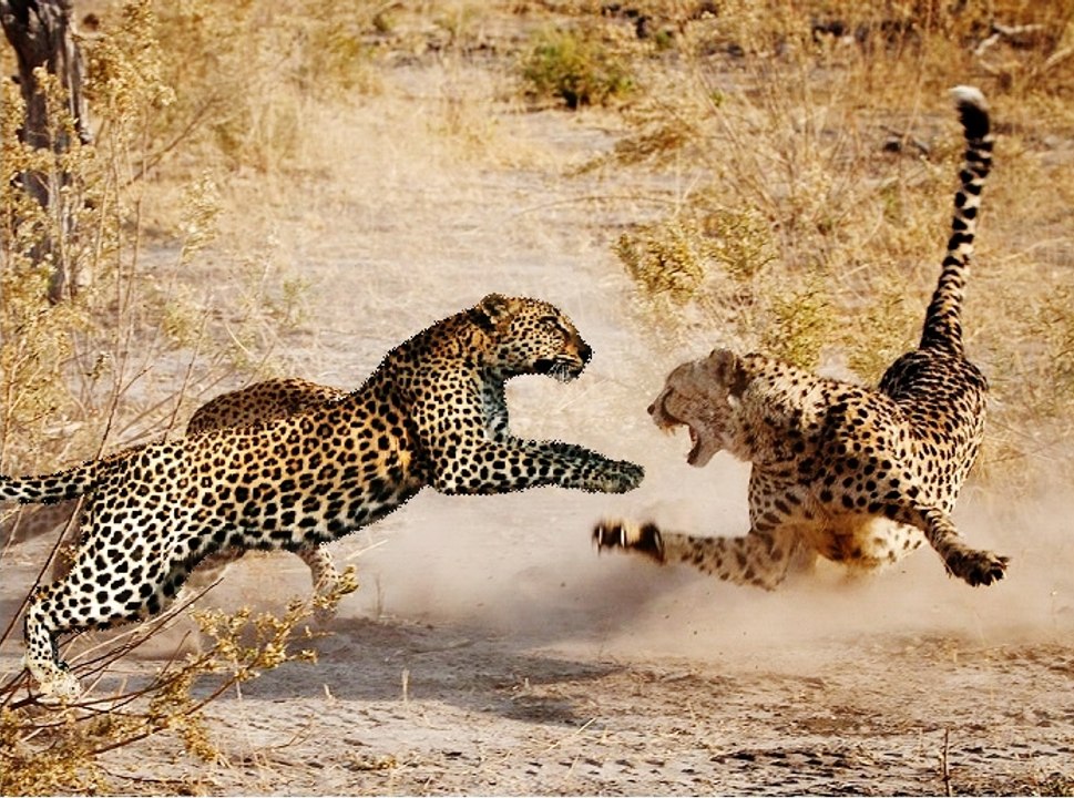 Leopard Attacks a Cheetah