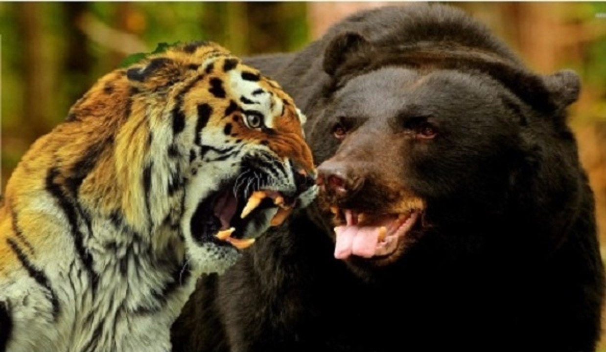 Siberian Tiger Kills a Black Bear