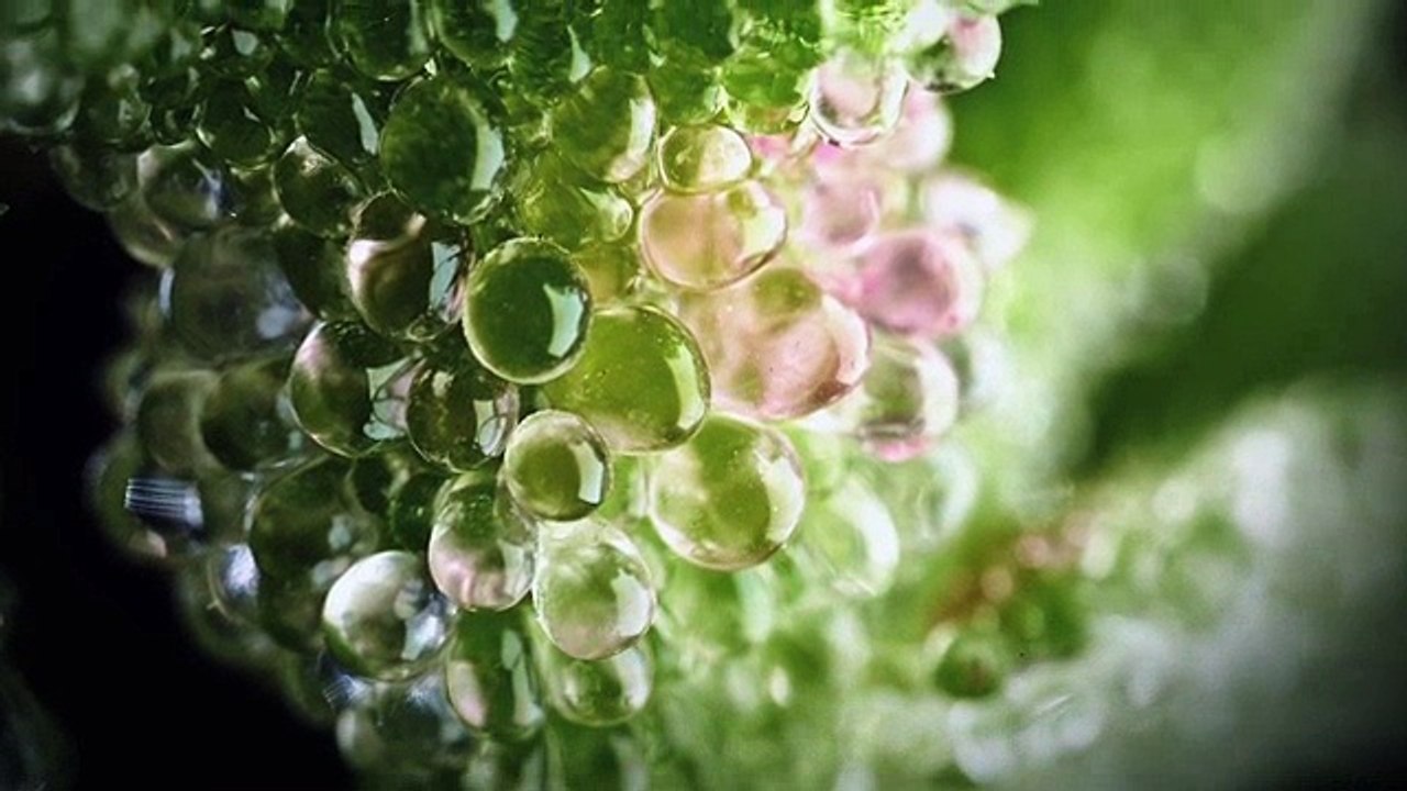 M&C Saatchi GAD pour Yves Rocher - produits de beauté, «Expertise», «Sérum végétal à la ficoïde glaciale» - janvier 2015