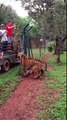 Tiger jumps to catch meat, filmed in slow-motion