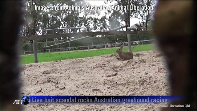 Live bait claims rock Australian greyhound racing