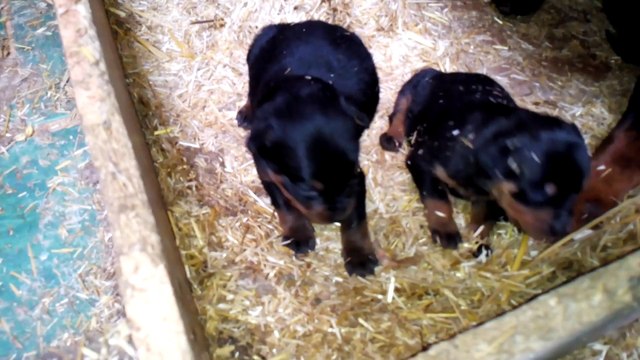 Safkan Macar Kafalı Rottweiler Yavruları