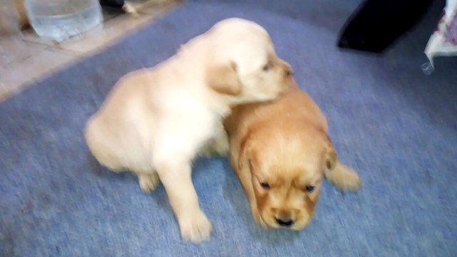 SATILIK SAFKAN BABYFACE GOLDEN RETRİEVER YAVRULARI 05545919094