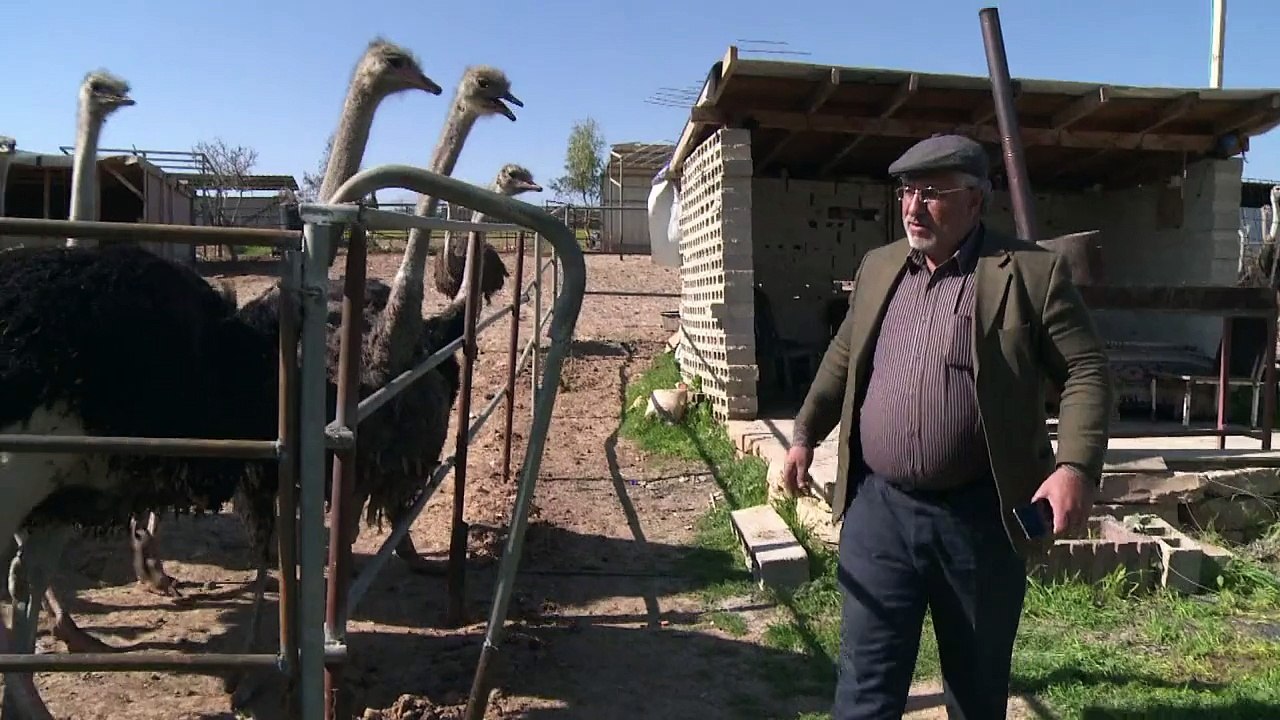 مزرعة نعام ومزرعة فطر.. مشاريع فلسطينية زراعية غير مألوفة