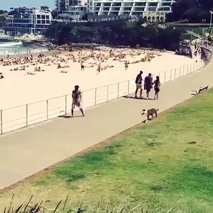 Sahibiyle birlikte top oynayan köpek