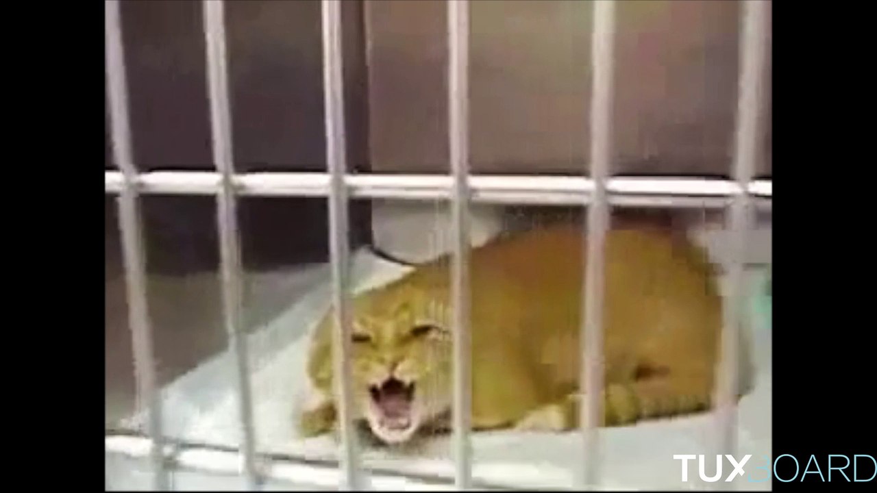 Chat pas content qui pousse un cri !