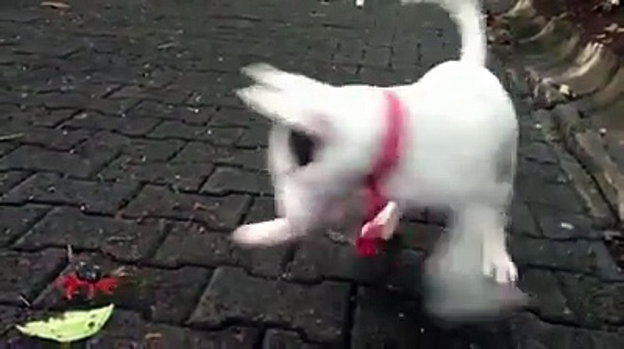 chiot contre crabe drole