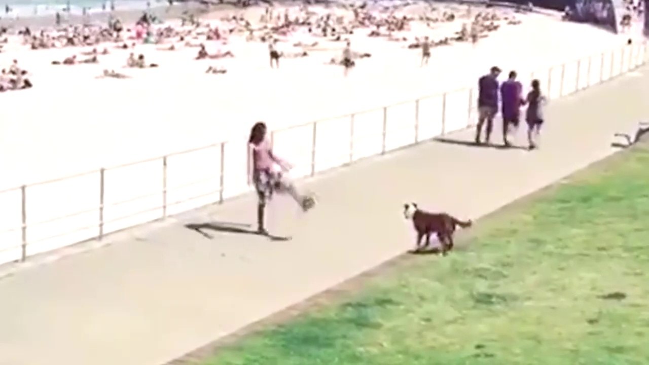 Partie de jongles entre un homme et un chien !