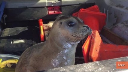 Lost Baby Seal Gets Canadian Police Escort Back to Sea