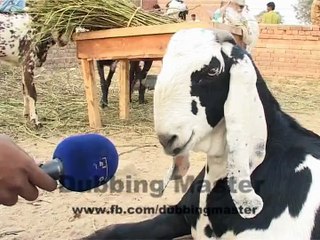 Funny Goats Talking In Punjabi..............!