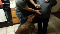A dog protects the belly of a pregnant woman