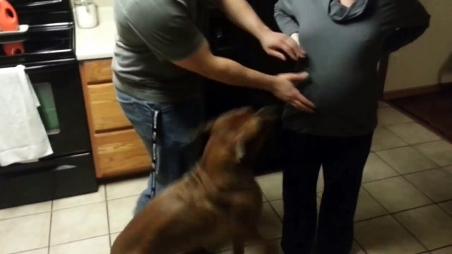 A dog protects the belly of a pregnant woman