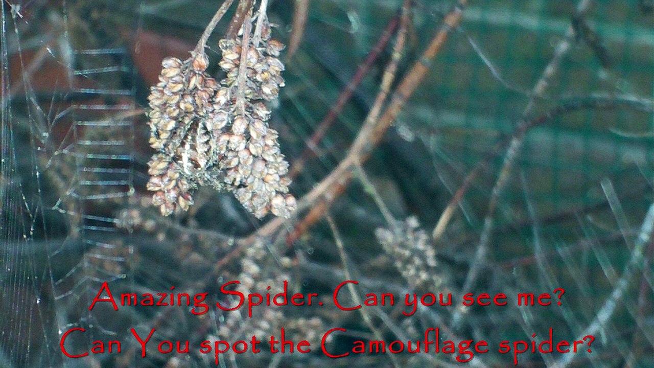 Amazing Spider. Can you see me Can You spot the Camouflage spider.