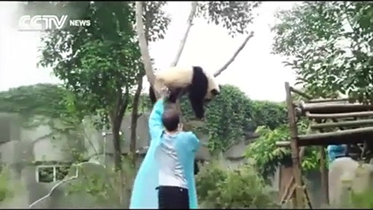 Panda ask for hug to get down from tree