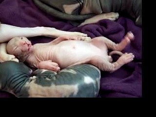 Un chat sphinx fait un rêve très bizarre