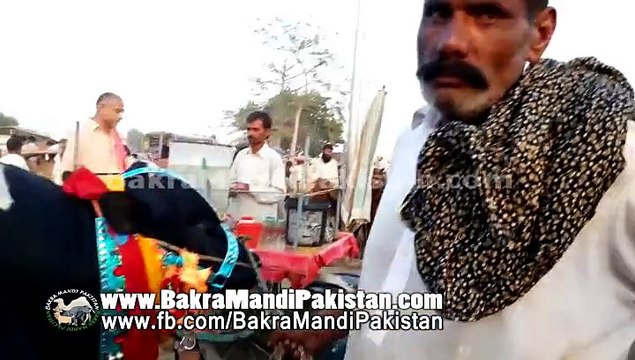 Huge Bull For Qurbani 2014 in Cow Mandi Lahore Shahpur Kanjra