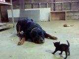 Un jeune chaton fait face à un énorme chien