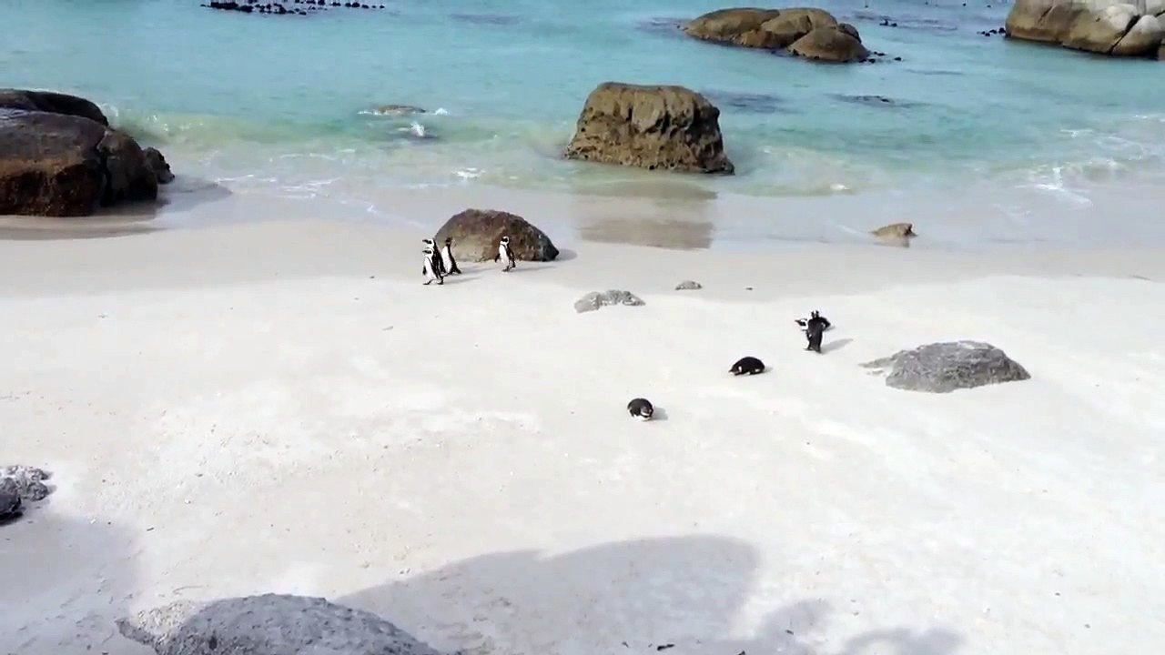Penguins 1- smarTours