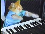 Ce chat fait le show derrière son piano