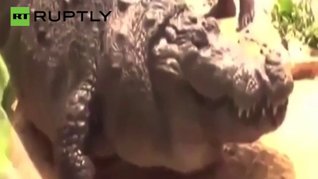 Bangladesch: Krokodil frisst zu viele Ziegen und Hühner – und stirbt