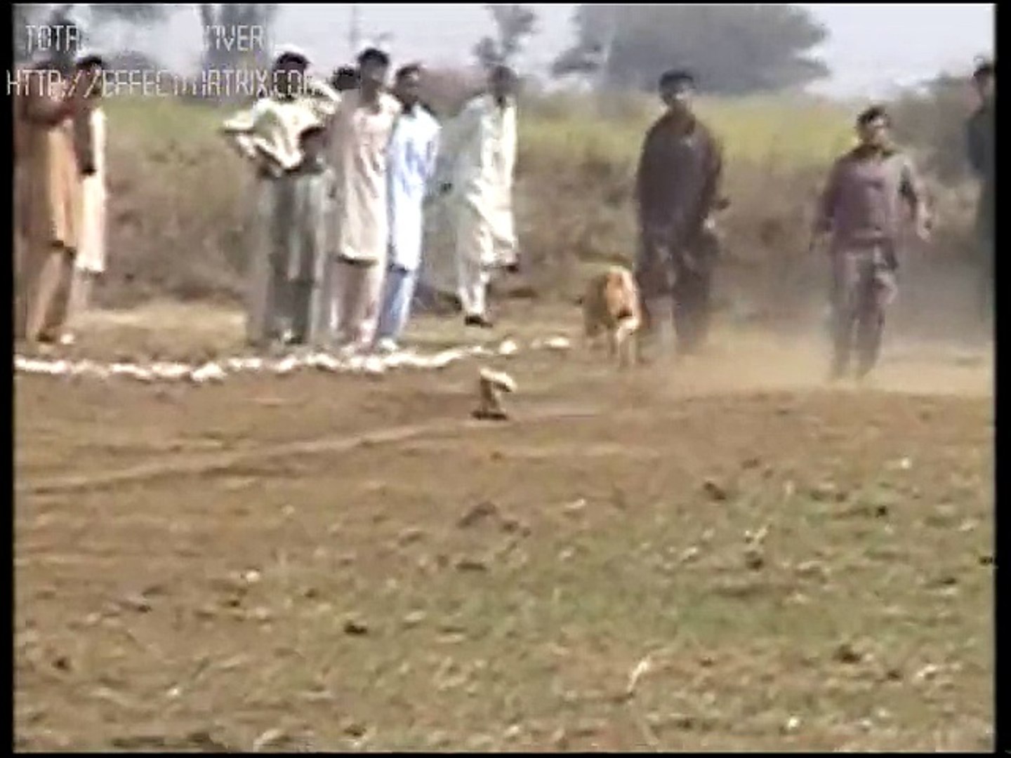 Dog Race