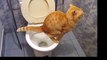 Ce chat fait ses besoins dans les toilettes
