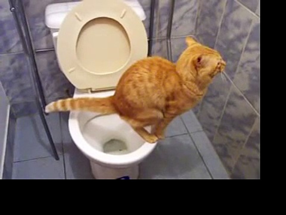 Ce chat fait ses besoins dans les toilettes