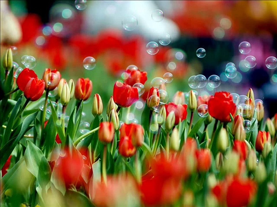 Receive Online SMS Pakistan Inbox Your SMS Urdu Tutorial video