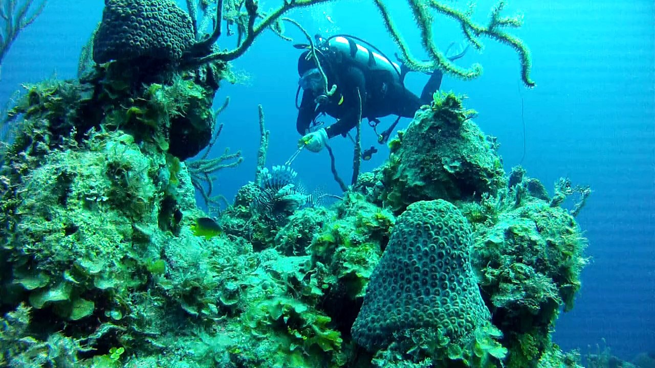 Dans les Keys de Floride, la chasse à la rascasse bat son plein