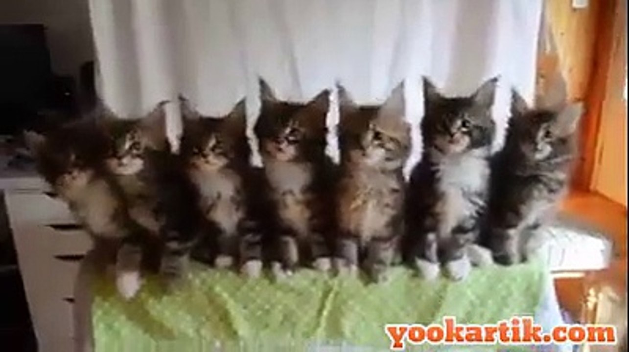 Beautiful cats dance performance