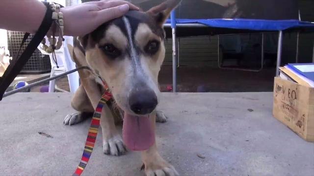 Stray Dog Gives Rescuers a Scare, Then a Surprise