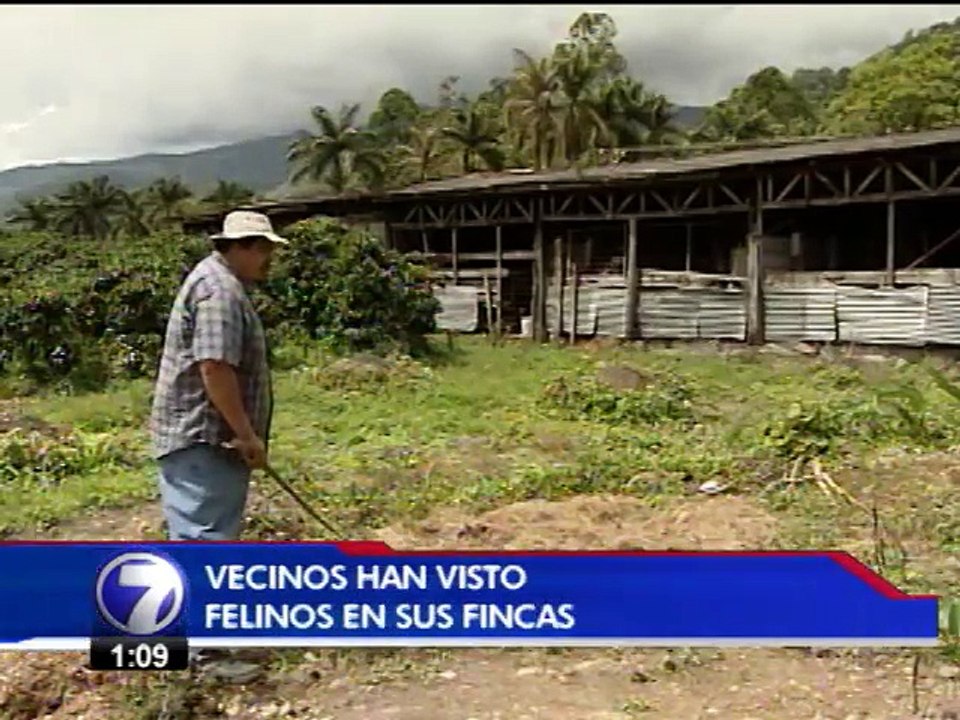 Felinos costarricenses están en peligro de extinción