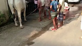 Angry Bull in Action - Pakistani Funny Video