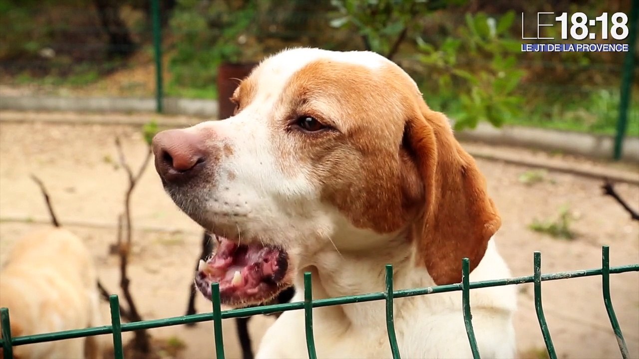 Elle photographie chats et chiens pour mieux les faire adopter