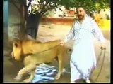 Pakistani Lion whisperer - Pet Lions, Waho