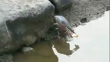Ave catching fish
