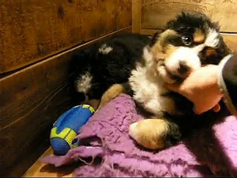 17 fév mâle rouge et femelle verte